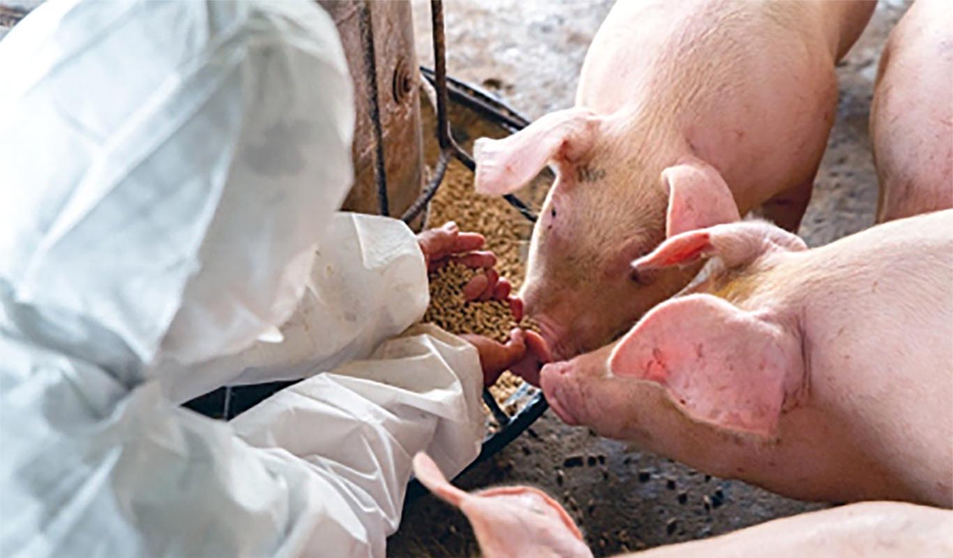 ALAVTN | Academy of Laboratory Animal Veterinary Technicians and Nurses